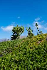 Image showing beautiful cactus plants over blue sky background