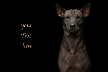 Image showing beautiful young thai ridgeback dog on black background