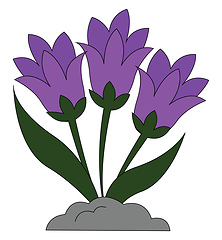 Image showing Snowdrops flower vector or color illustration