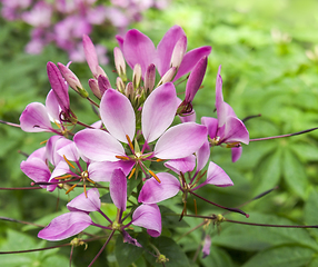 Image showing exotic violet flower closeup