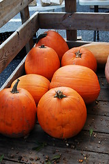 Image showing Pumpkins for sale at the market