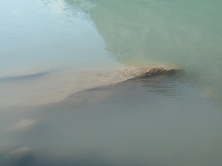 Image showing grey polished rocks and green river water