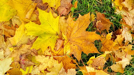 Image showing Autumn background from fallen leaves of maple and green grass