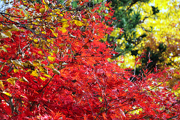 Image showing Japanese maple or Acer palmatum branches on the autumn garden