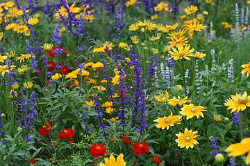 Image showing Summer background with beautiful colorful flowers 