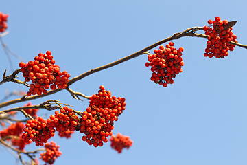 Image showing Branches of mountain ash (rowan) with bright red berries