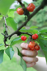 Image showing Picking cherries 1
