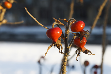 Image showing Dog Rose or Rosa Canina branches with bright fruits