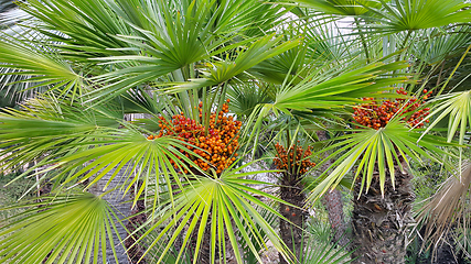 Image showing Palm tree with bright orange fruits