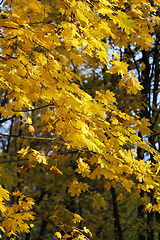 Image showing Bright yellow autumn maple trees 