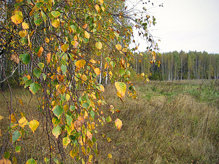 Image showing Autumn landscape with branches of yellow birch tree