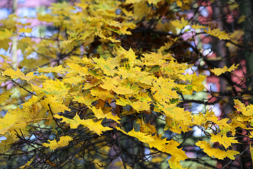 Image showing Beautiful bright yellow foliage of autumn maple