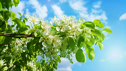Image showing Beautiful branch of a spring fruit tree with beautiful white flo