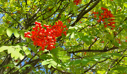 Image showing Branches of mountain ash 