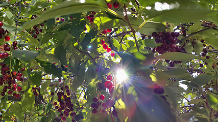 Image showing Branches of bird cherry with sunlight