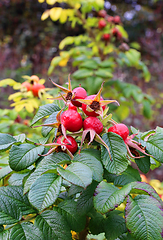 Image showing Dog-rose berries in autumn