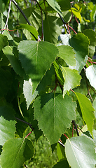 Image showing Beautiful branch of a spring birch