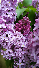 Image showing Beautiful blossoming lilac flowers