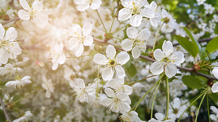 Image showing Beautiful branch of spring blooming cherry tree 