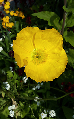 Image showing Bright beautiful yellow poppy