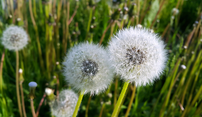 Image showing Beautiful white dandelions