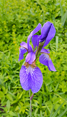 Image showing Beautiful iris flower 