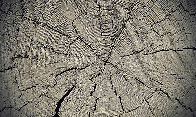 Image showing Natural old wooden texture with rings and cracks pattern