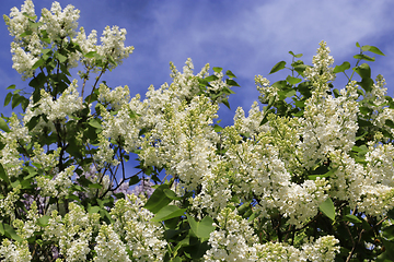 Image showing Beautiful spring branches of blooming white lilac bush