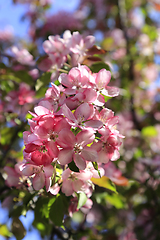 Image showing Branch of spring apple tree with beautiful pink flowers