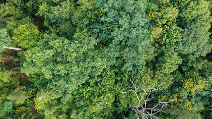 Image showing Topl view of mixed tree stand