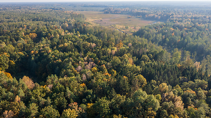 Image showing Polish part of Bialowieza Forest to east