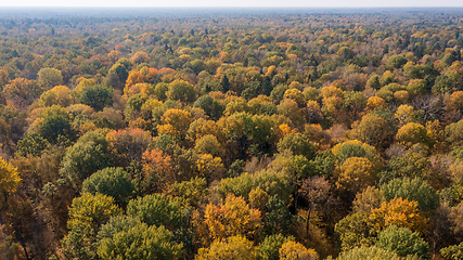 Image showing Polish part of Bialowieza Forest to east