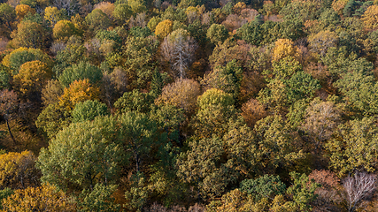 Image showing Polish part of Bialowieza Forest to east