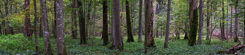 Image showing Natural deciduous autumnal forest panorama