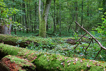 Image showing Autumnal deciduous tree stand with hornbeams and oaks