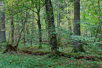 Image showing Autumnal deciduous tree stand with hornbeams and oaks