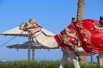 Image showing White camel led on leash in Egypt