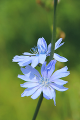 Image showing Blue flowers of Cichorium blooming in summer closeup