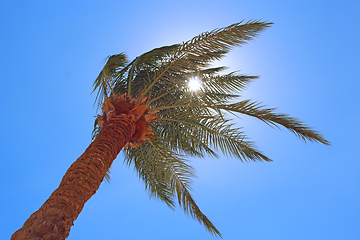 Image showing Sun rays make their way through branches of palm tree. Travel concept