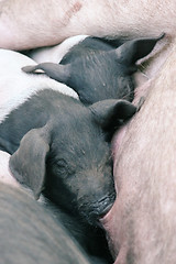 Image showing Squashed piglets 1