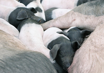 Image showing Squashed piglets 2