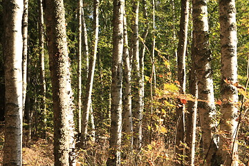 Image showing Birches