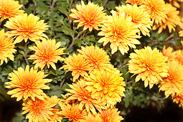 Image showing Chrysanthemum