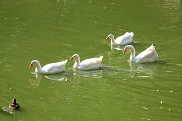 Image showing Sweeming geese flock