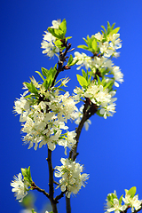 Image showing spring blossoming of tree of plum and blue sky