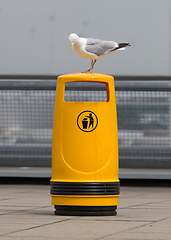 Image showing Seagull on an old yellow bin