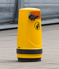 Image showing Jackdaw on an old yellow bin