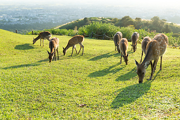 Image showing Deer in Mount Wakakusa and eating grass