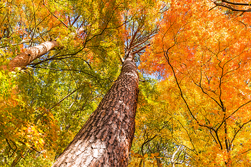 Image showing Maple tree in autumn