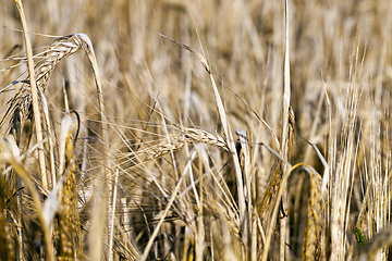 Image showing wheat farming field